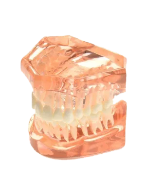 Dental Tooth Set